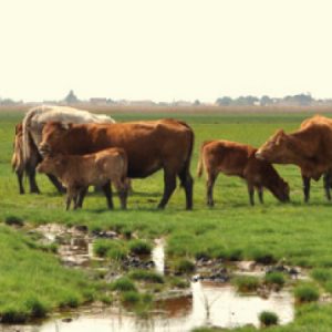 Bac-stav-production-bovins-somme